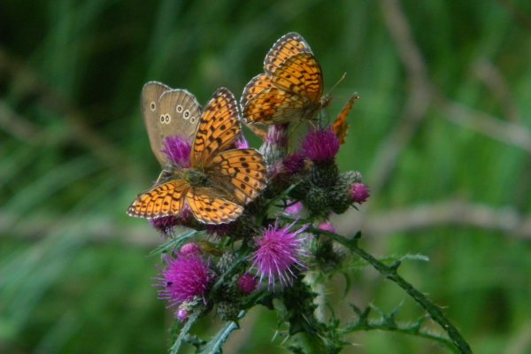 DSCN4512.JPG